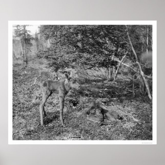 Poster Oie Bébée En Alaska 1915 (Devant)