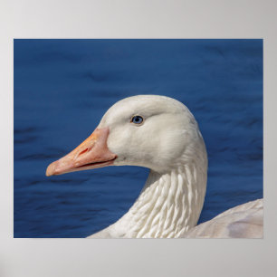 Poster Oie blanche canadienne 20x16