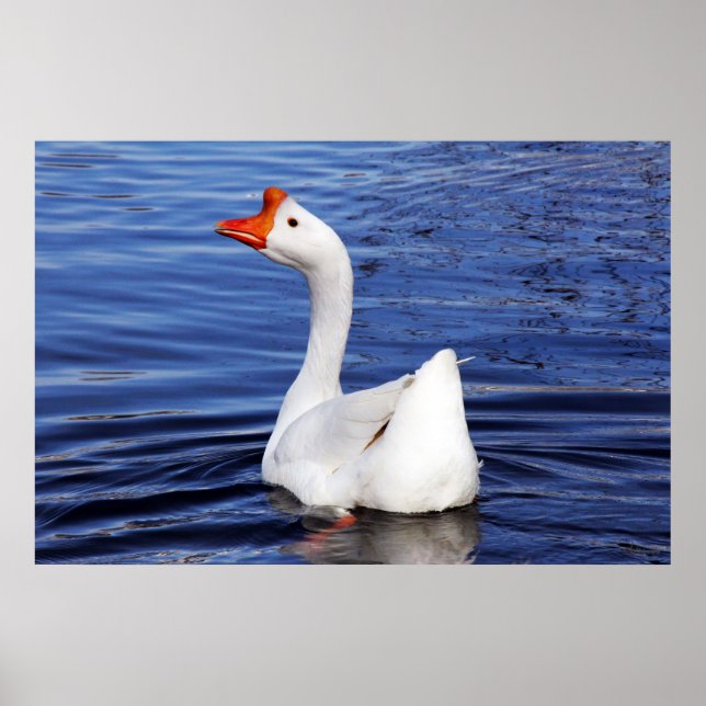 Poster oie blanche nager sur l'eau bleue photo (Devant)
