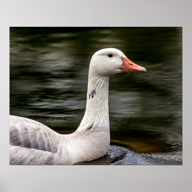 Poster Oie canadienne leuciste (Devant)