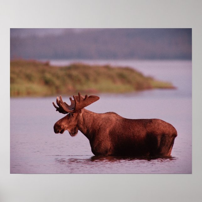 Poster Oie dans le lac (Devant)