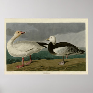 Poster Oie des neiges des oiseaux d'Amérique d'Audubon