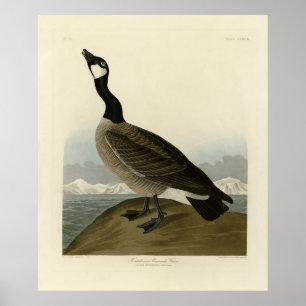 Poster Oie du Canada des oiseaux d'Amérique d'Audubon