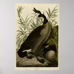 Poster Oie du Canada des oiseaux d'Amérique d'Audubon