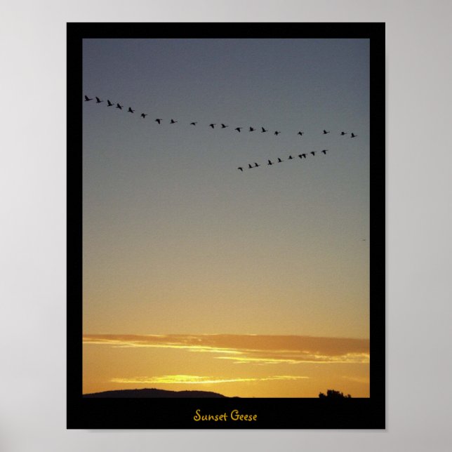 Poster Oie du coucher du soleil (Devant)