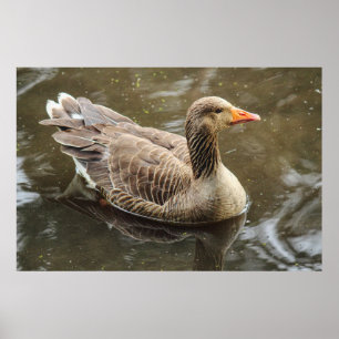 Poster Oie du laitier. Roath Park Lake, Cardiff, Wales Po