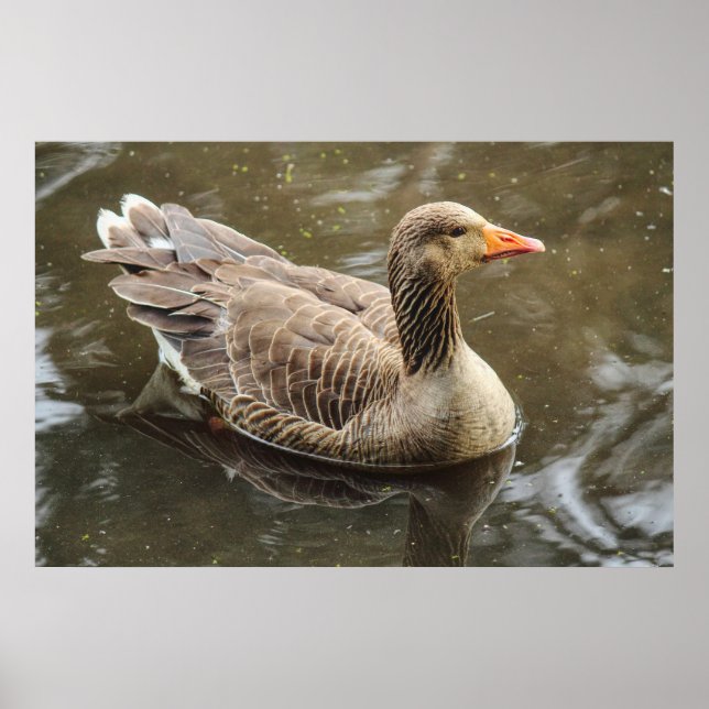 Poster Oie du laitier. Roath Park Lake, Cardiff, Wales Po (Devant)