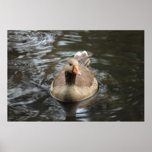 Poster Oie du laitier. Roath Park Lake, Cardiff, Wales Po