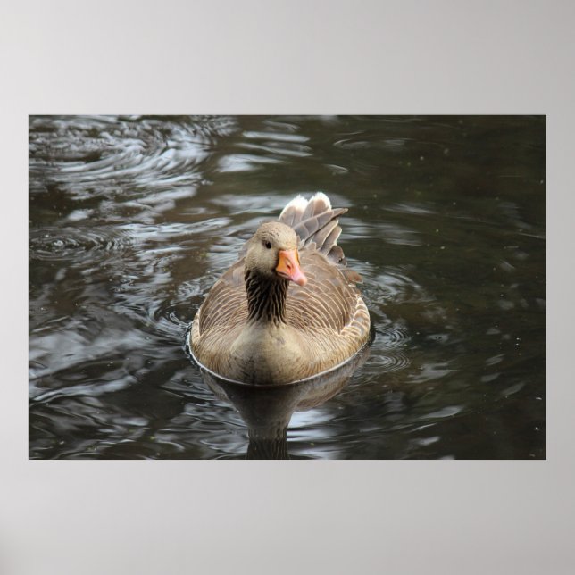 Poster Oie du laitier. Roath Park Lake, Cardiff, Wales Po (Devant)