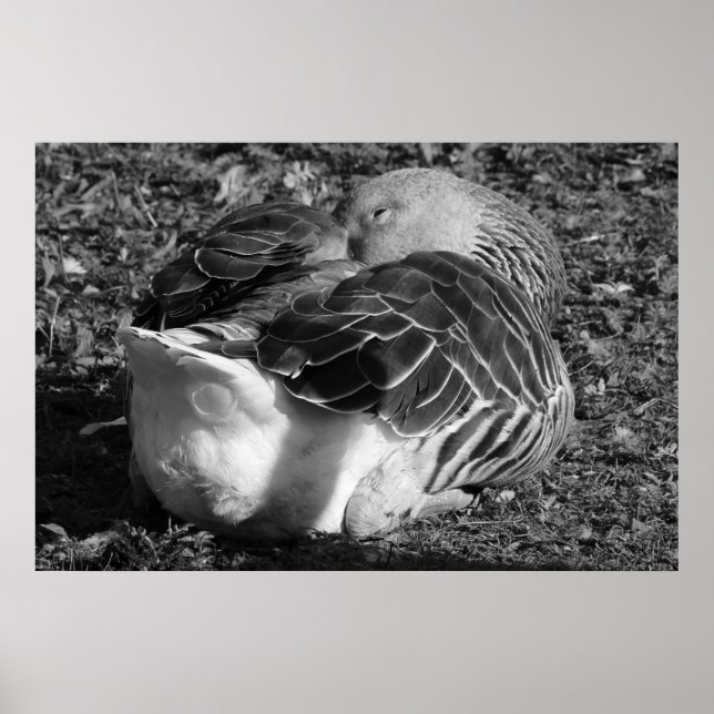 Poster Oie gris dorée (noir et blanc) (Devant)