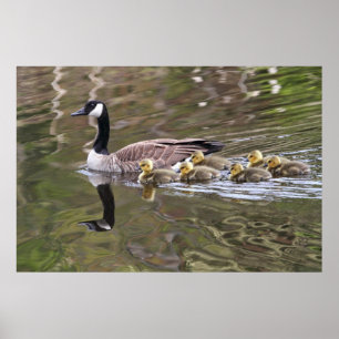 Poster Oie-mère et oie-bébé Photo