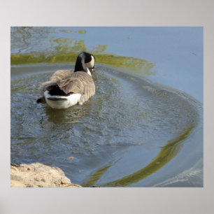 Poster Oie sauvage nageant dans le lac, Cercle d'eau