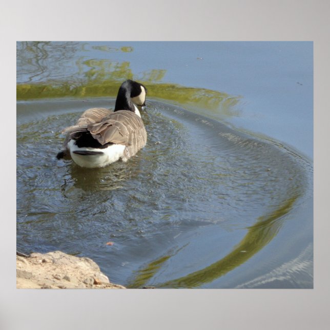 Poster Oie sauvage nageant dans le lac, Cercle d'eau (Devant)