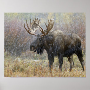 Poster Oie taureau en orage de neige avec peupliers faux-