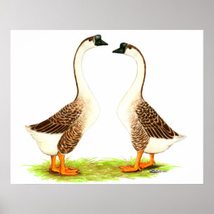 Poster Oies :  Chinois de Brown