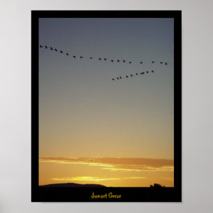 Poster Oies de coucher du soleil