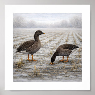 Poster Oies des haricots dans un champ hivernal – Oiseaux