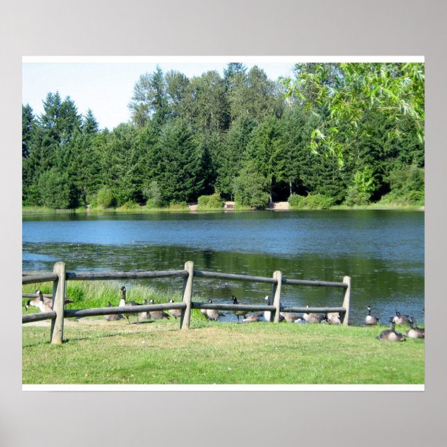 Poster Oies du lac au parc (Devant)