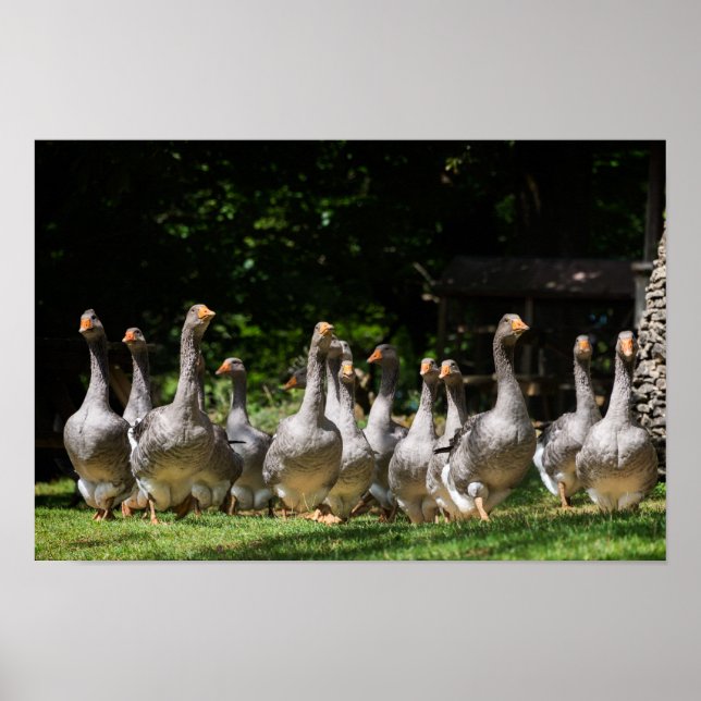 Poster Oies en Dordogne (Devant)