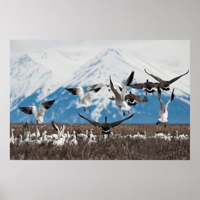 Poster Oies éparses (Devant)