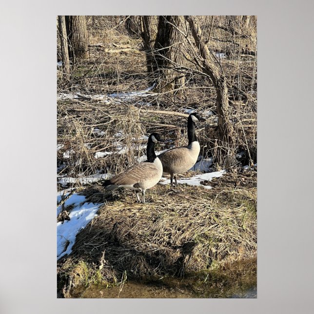 Poster Oies sauvages (Devant)