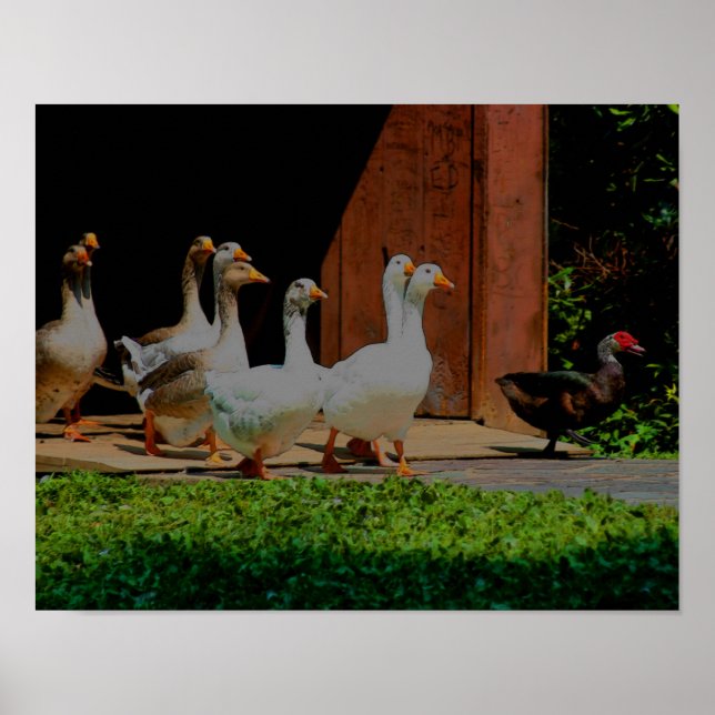 Poster Oies Sur L'Art Animalier De Marche (Devant)