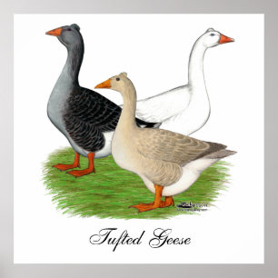 Poster Oies : Trio Tufted