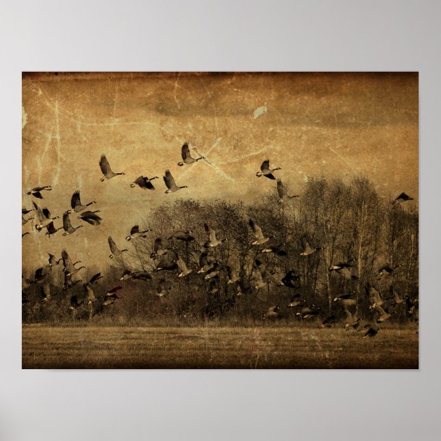 Poster Oies Vintage Sepia Wildlife Texture (Devant)