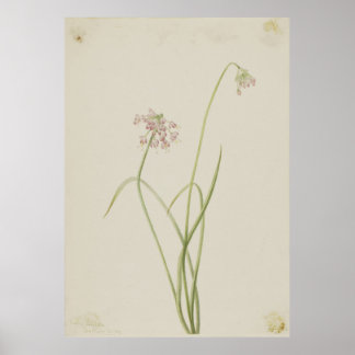 Poster Oignon de hochement (Allium cernuum)