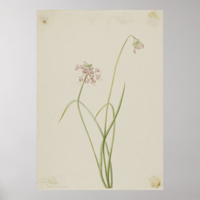 Poster Oignon de hochement (Allium cernuum) (Devant)