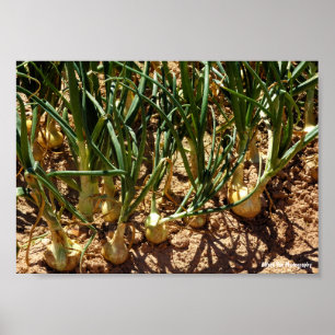 Poster Oignons espagnols à la récolte