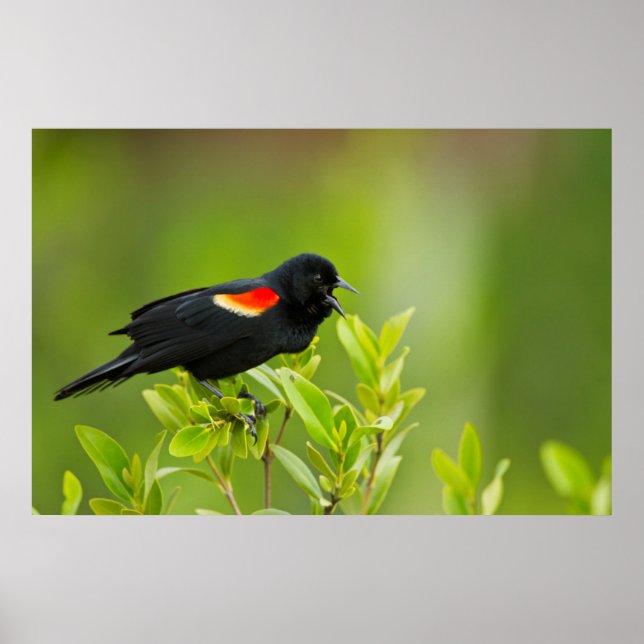 Poster Oiseau à ailes rouges (Agelaius Phoeniceus) Homme (Devant)