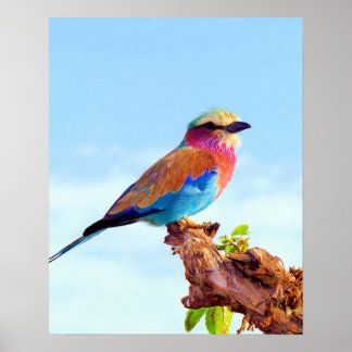 Poster Oiseau africain coloré perché
