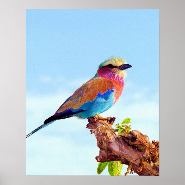 Poster Oiseau africain coloré perché (Devant)