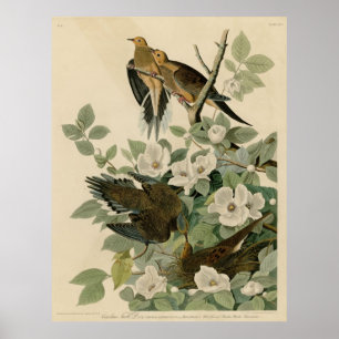 Poster Oiseau, Amérique, Carolina Turtle Dove, Audubon, V