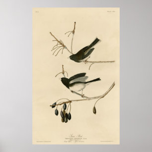 Poster Oiseau, Amérique, Oiseau de neige, Audubon, Vintag