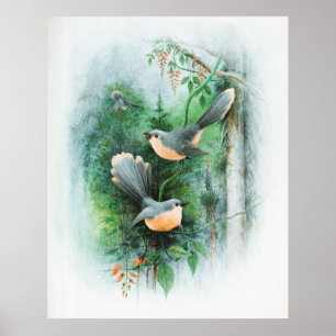 Poster Oiseau animal sauvage des Wrens