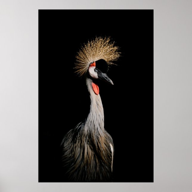 POSTER OISEAU AU BRÉSIL (Devant)