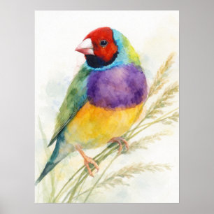 Poster Oiseau bariolé Gouldian Finch