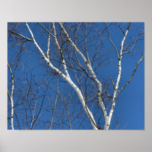 Poster Oiseau blanc contre le ciel bleu