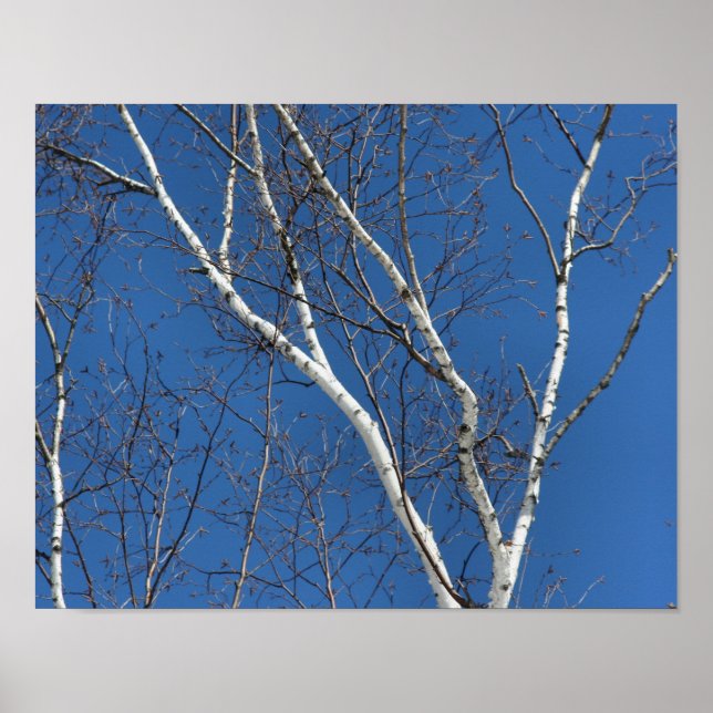 Poster Oiseau blanc contre le ciel bleu (Devant)