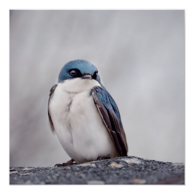 Poster Oiseau Bleu (Devant)