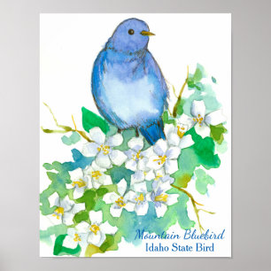 Poster Oiseau bleu de montagne de l'Idaho