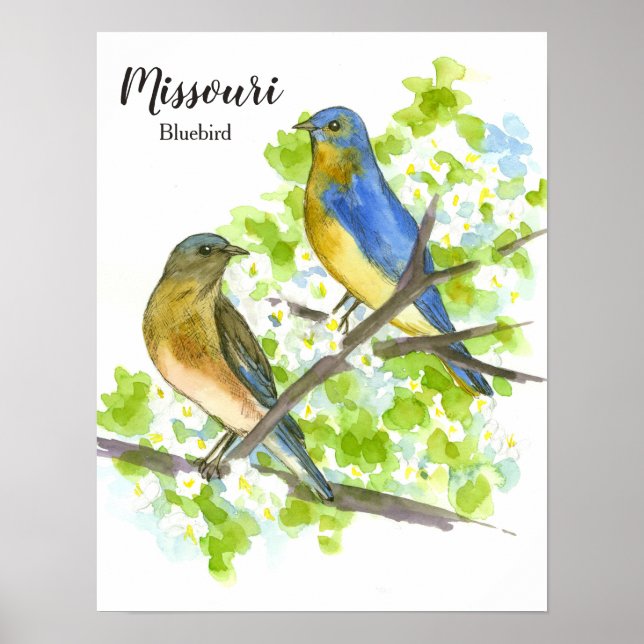 Poster Oiseau bleu du Missouri (Devant)