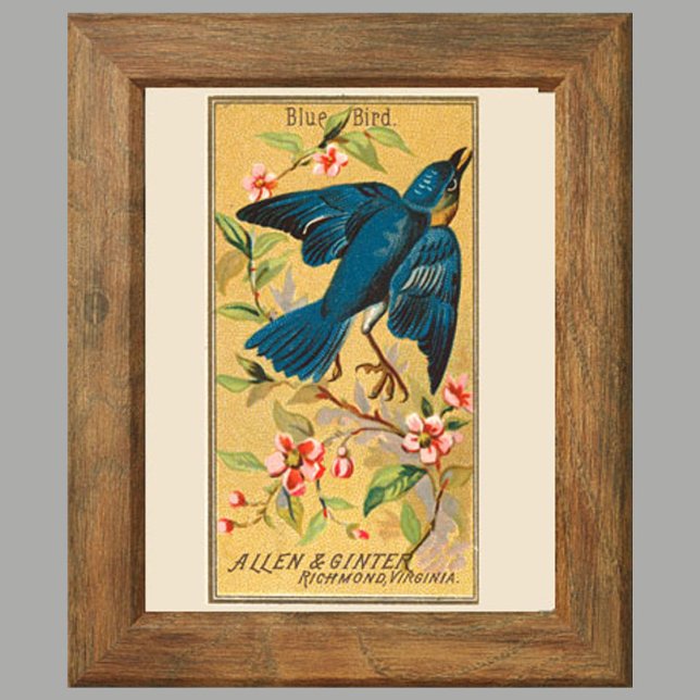 Poster Oiseau bleu, Ensemble de 8 (2 sur 8) Oiseau Galeri (Créateur téléchargé)