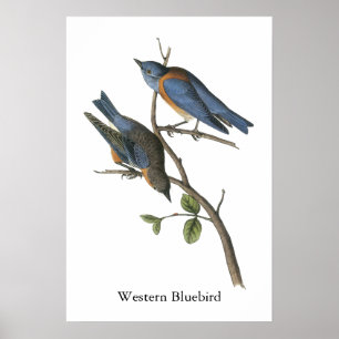 Poster Oiseau bleu occidental, John Audubon