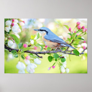 Poster Oiseau bleu printemps sur cerisier avec fleurs