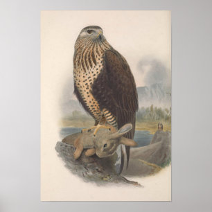 Poster Oiseau buzzard à pattes arrondies vintage