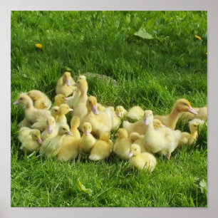 Poster oiseau, canard, canard, jaune, nature, mignonette,