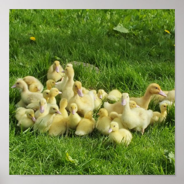 Poster oiseau, canard, canard, jaune, nature, mignonette, (Devant)